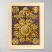  Discomedusae kleur Ernst Haeckel afdrukken Poster (Voorkant)