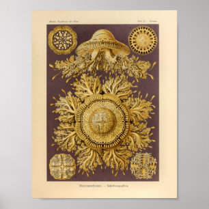  Discomedusae kleur Ernst Haeckel afdrukken Poster