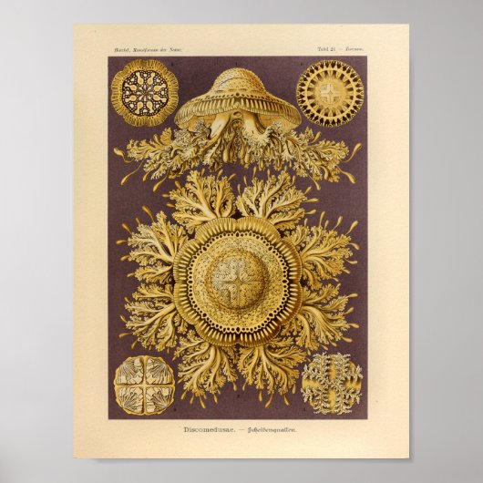  Discomedusae kleur Ernst Haeckel afdrukken Poster (Voorkant)