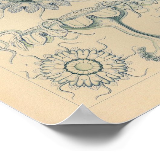  Discomedusae kleur Ernst Haeckel afdrukken Poster (Hoek)