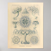  Discomedusae kleur Ernst Haeckel afdrukken Poster (Voorkant)