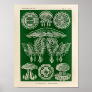  Discomedusae kleur Ernst Haeckel Art Afdrukken Poster