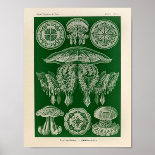  Discomedusae kleur Ernst Haeckel Art Afdrukken Poster (Voorkant)