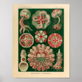  Discomedusae kleur Ernst Haeckel Art Afdrukken Poster (Voorkant)