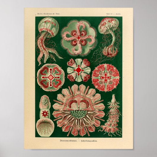 Discomedusae kleur Ernst Haeckel Art Afdrukken Poster (Voorkant)