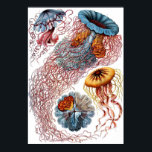 Discomedusae Poster<br><div class="desc">Een bord van de "Kunstformen der Natur" van Ernst Haeckel (1899),  waarin Discomedusae wordt afgebeeld.</div>