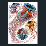 Discomedusae Poster<br><div class="desc">Een bord van de "Kunstformen der Natur" van Ernst Haeckel (1899),  waarin Discomedusae wordt afgebeeld.</div>