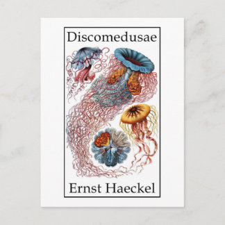 Discomedusae van Ernst Haeckel Briefkaart