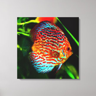 Discus aquarium vis canvas print