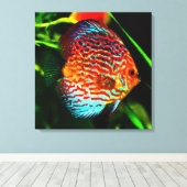 Discus aquarium vis canvas print (Insitu (Houten vloer))