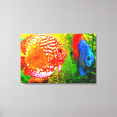 Discus aquarium vis canvas print (Voorkant)