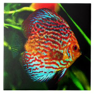 Discus aquarium vissen decoratief tegeltje