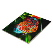 Discus aquarium vissen decoratief tegeltje (Zijkant)