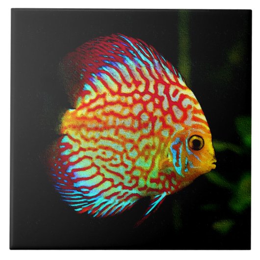 Discus aquarium vissen decoratief tegeltje (Voorkant)