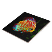 Discus aquarium vissen decoratief tegeltje (Zijkant)