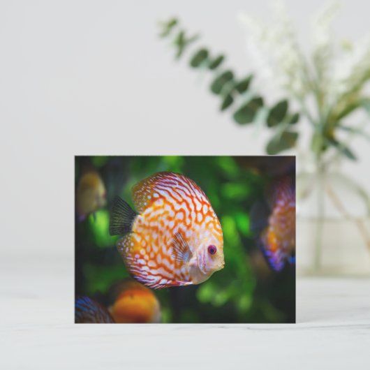 Discus Briefkaart (Staand voorkant)