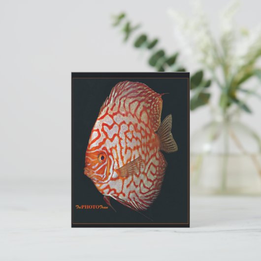 discus briefkaart (Staand voorkant)