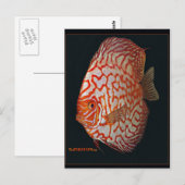 discus briefkaart (Voorkant / Achterkant)