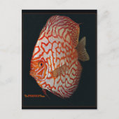 discus briefkaart (Voorkant)