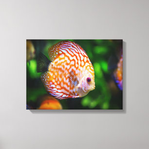 Discus fish canvas afdruk