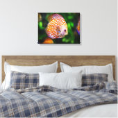 Discus fish canvas afdruk (Insitu (Slaapkamer))