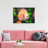 Discus fish canvas afdruk (Insitu (Woonkamer))