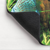 Discus Fish in aquatic plant aquqrium Muismat (Hoek)