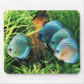 Discus Fish in aquatic plant aquqrium Muismat (Voorkant)