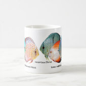 Discus fish koffiemok (Center)