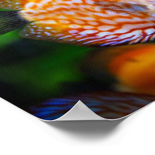 Discus fish poster (Hoek)