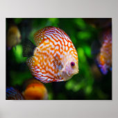 Discus fish poster (Voorkant)