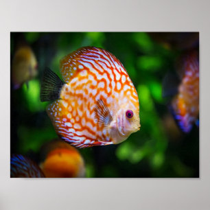 Discus fish poster