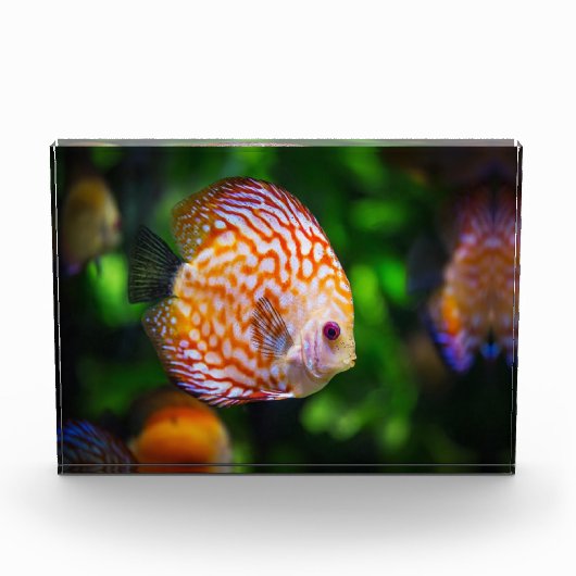 Discus Fotoblokken (Voorkant)