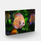 Discus Fotoblokken (Links)