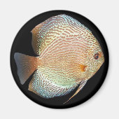 discus magneet (Voorkant)