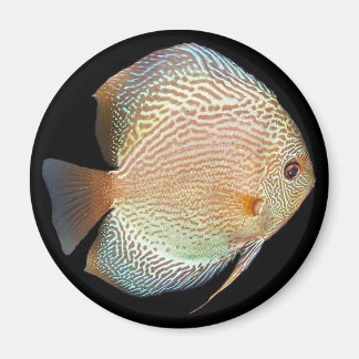 discus magneet
