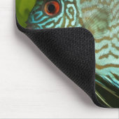 Discus - Symphysodon aequifasciata Muismat (Hoek)