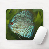 Discus - Symphysodon aequifasciata Muismat (Met muis)