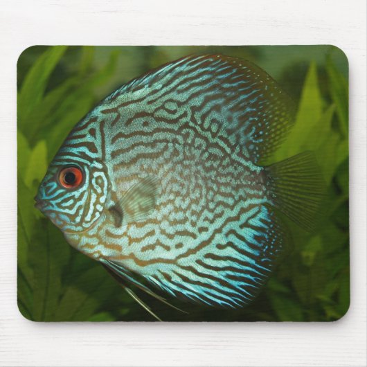 Discus - Symphysodon aequifasciata Muismat (Voorkant)