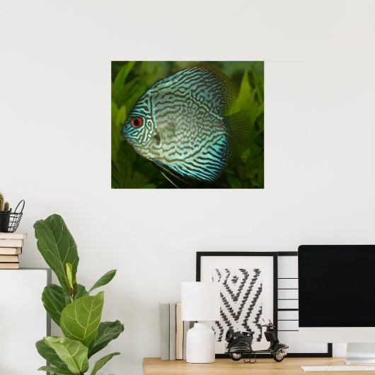 Discus - Symphysodon aequifasciata Poster (Thuiskantoor)