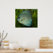 Discus - Symphysodon aequifasciata Poster (Keuken)