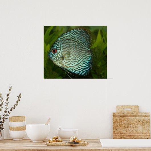 Discus - Symphysodon aequifasciata Poster (Keuken)