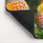 discusvis, aquarium, zoet water muismat (Hoek)