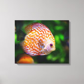 Discusvis canvas afdruk (Voorkant)