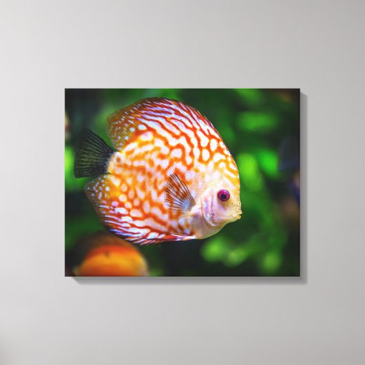 Discusvis canvas afdruk (Voorkant)