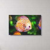 Discusvis canvas afdruk (Voorkant)