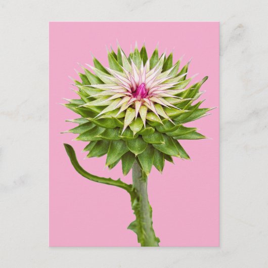 Distel (Carduus nutans) Briefkaart (Voorkant)