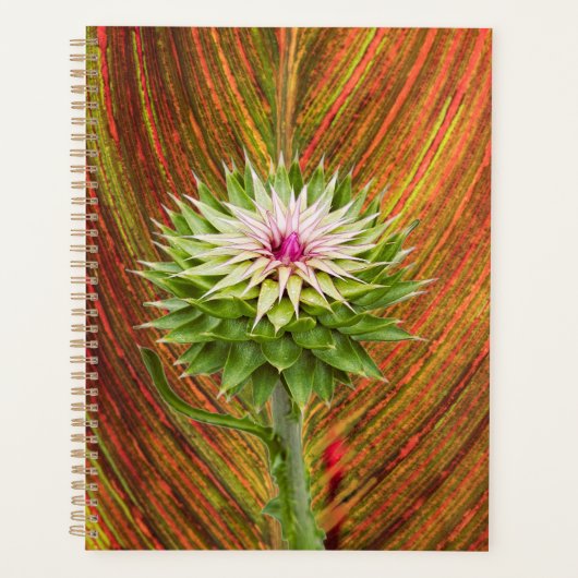 Distel (Carduus nutans) Planner (Voorkant)