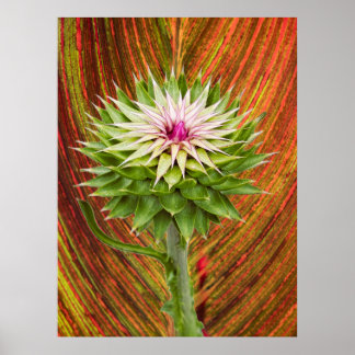 Distel (Carduus nutans) Poster