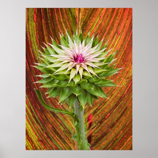 Distel (Carduus nutans) Poster (Voorkant)